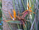 Strelitzia Juncea